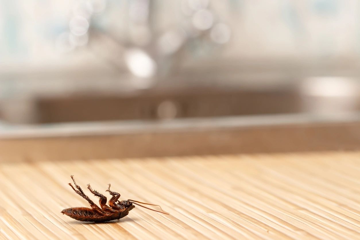 Cockroaches & Fleas
