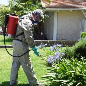 Pest Control Service