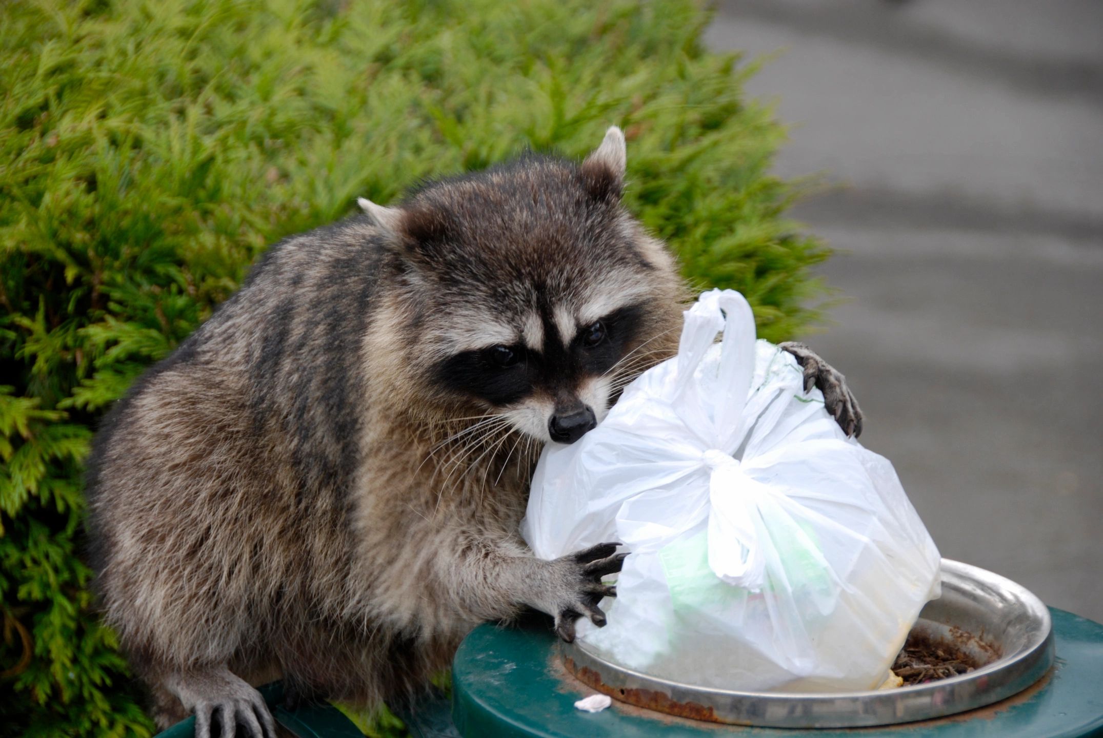 Rodents